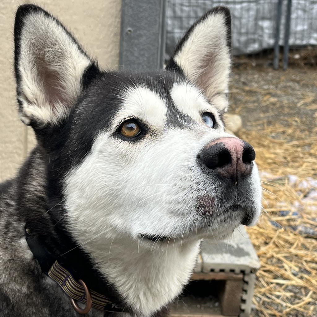 dog-image