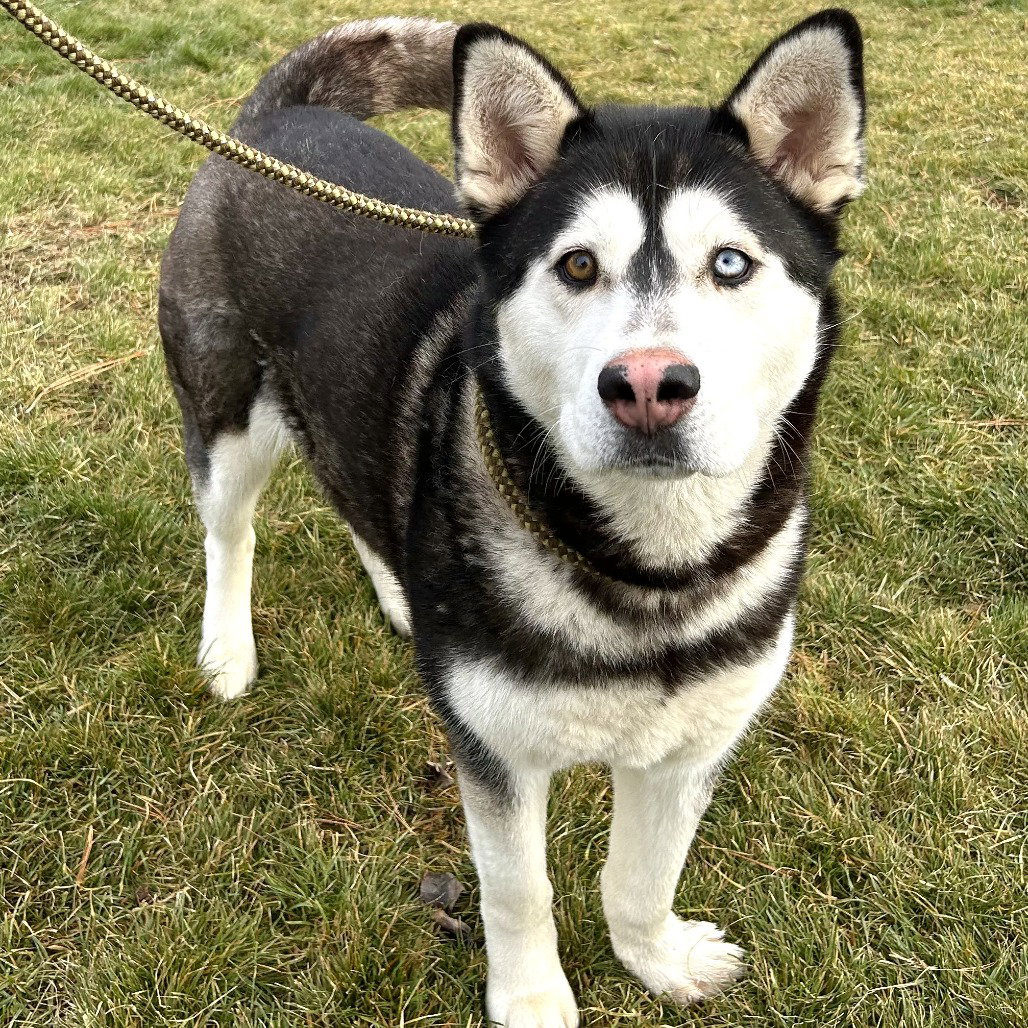 dog-image