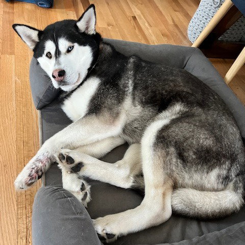 dog-image