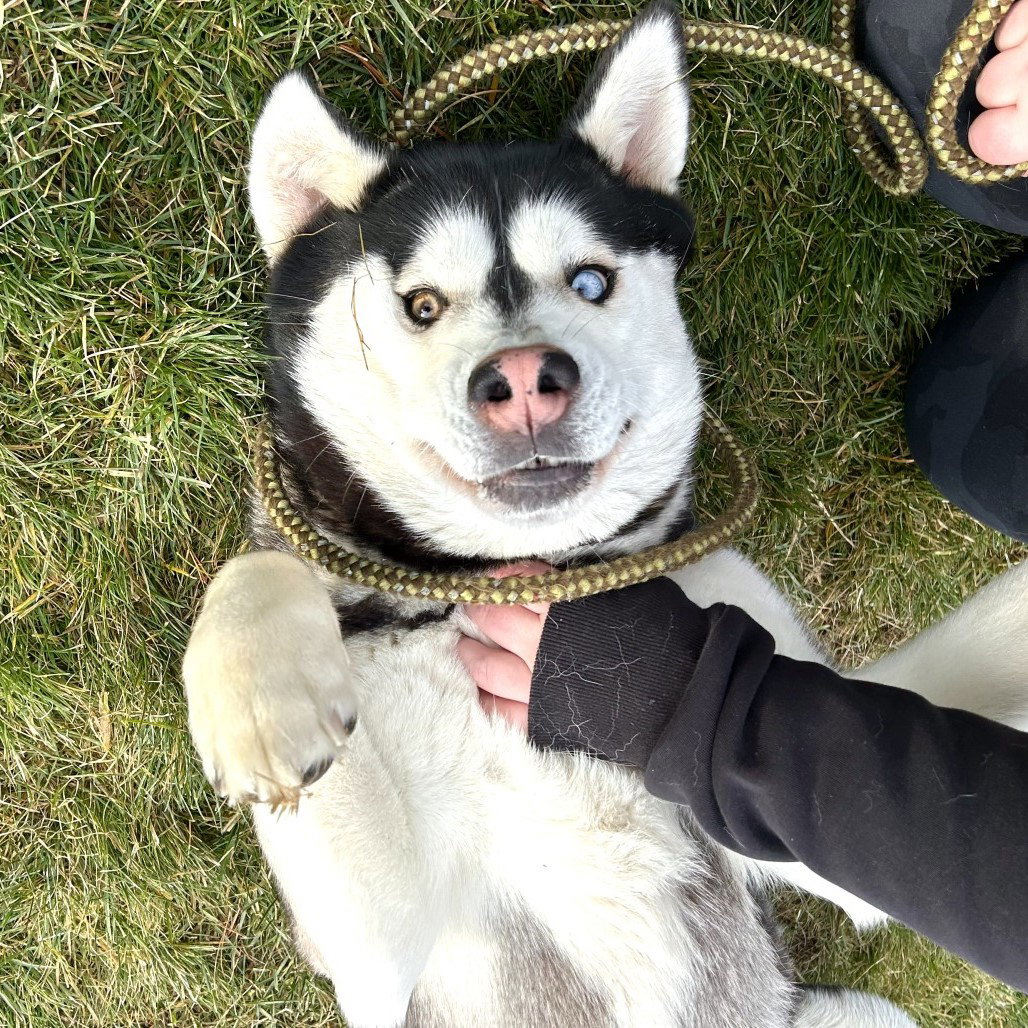 dog-image