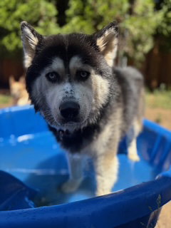 dog-image