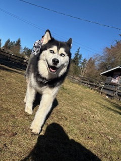 dog-image