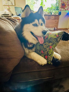 dog-image