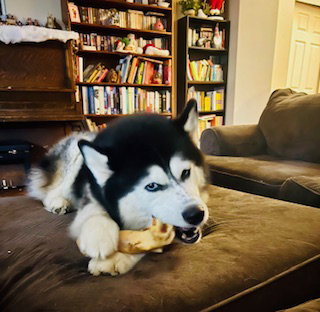 dog-image