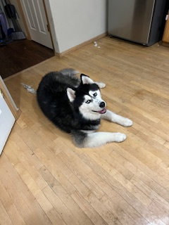 dog-image