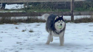 dog-image