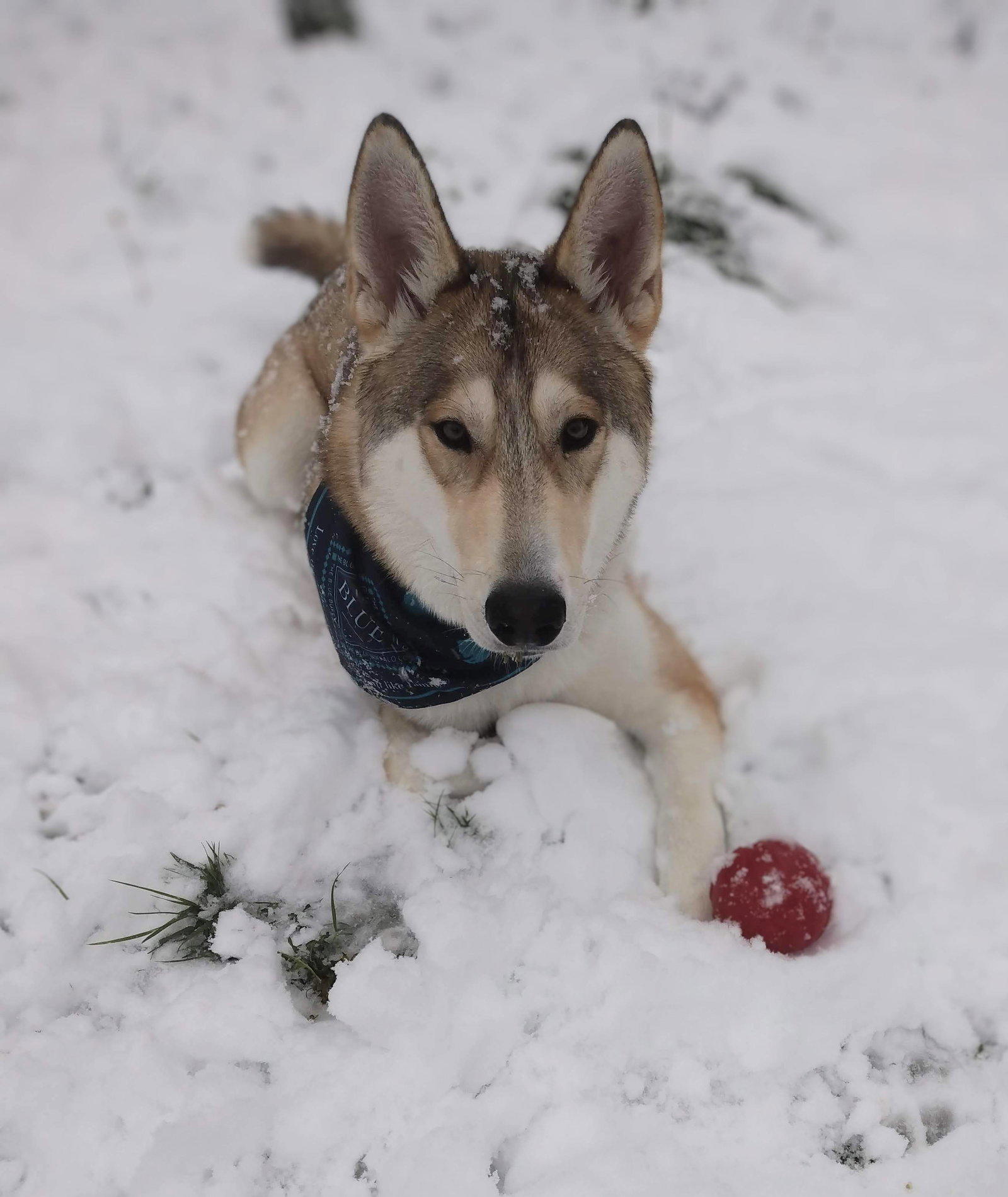 ZEKE (Courtesy Listing)