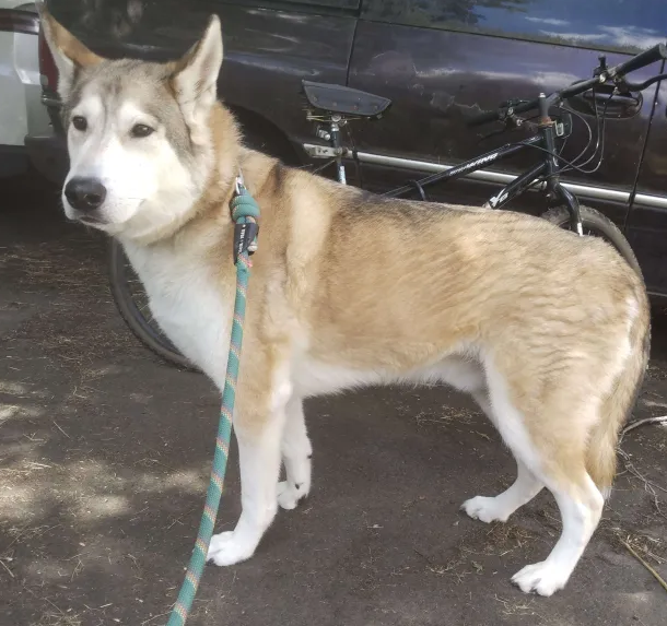 dog-image
