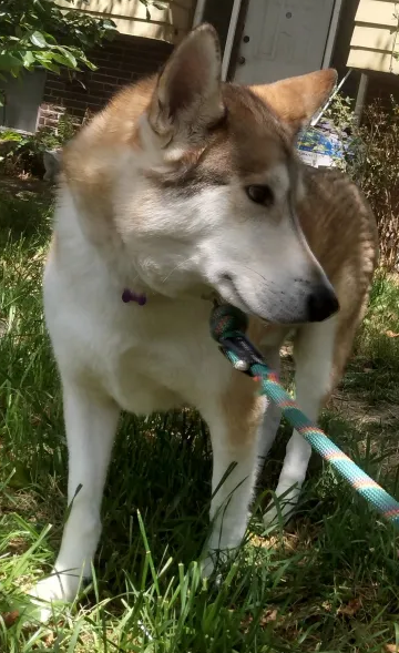 dog-image