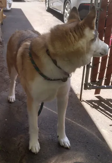 dog-image