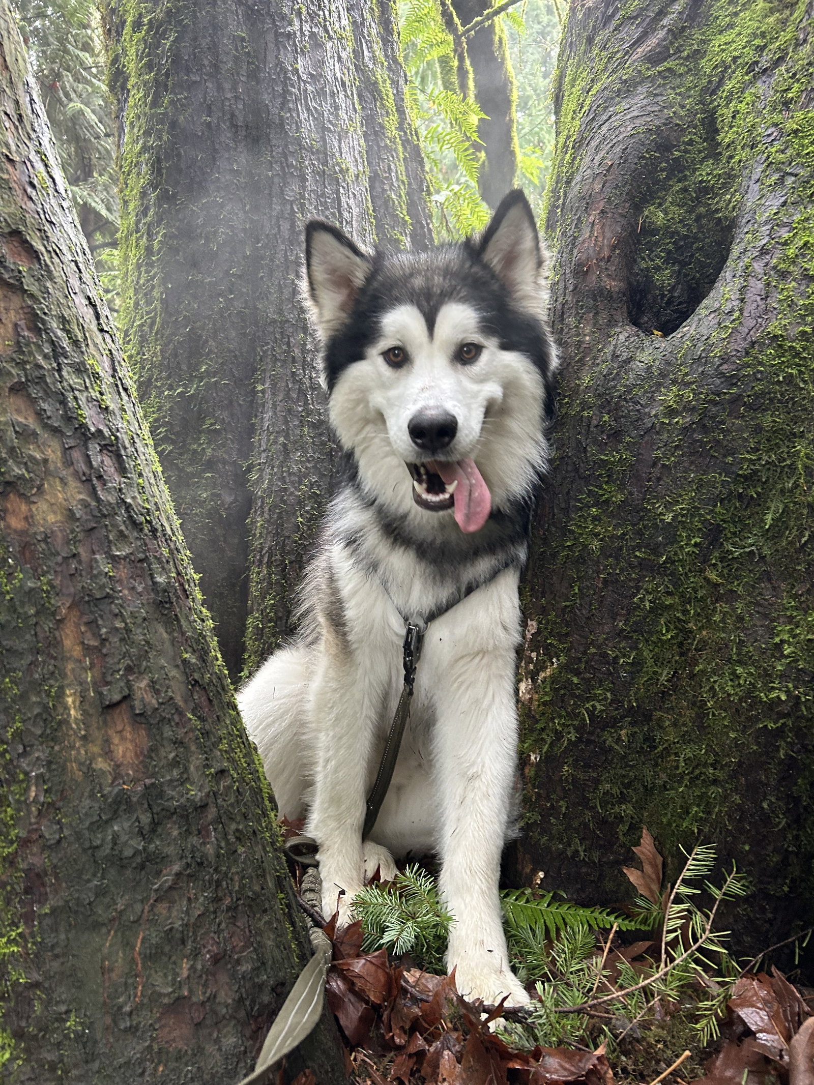 LOKI