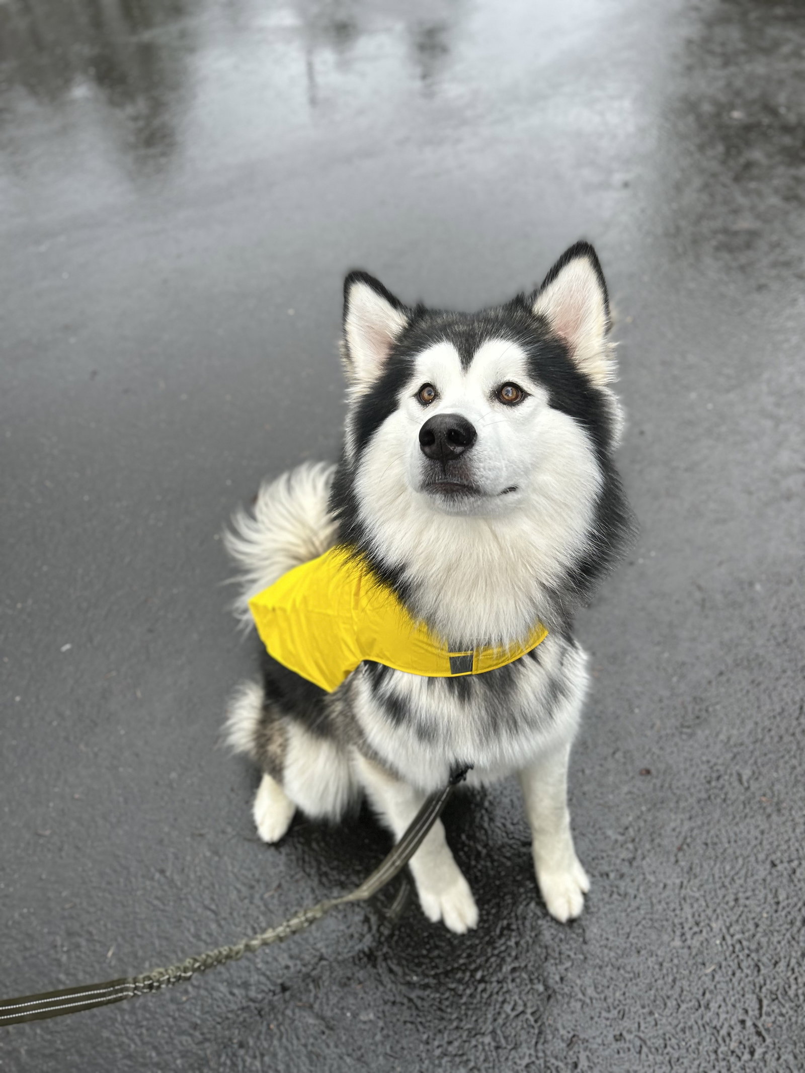 dog-image