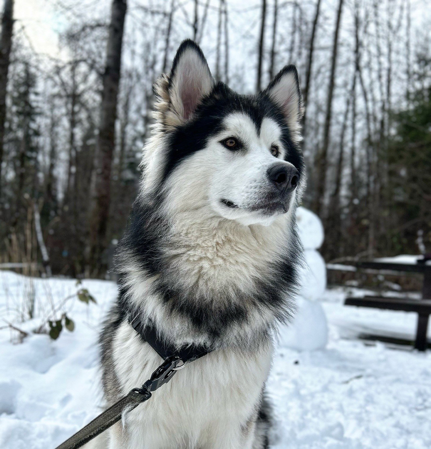 dog-image