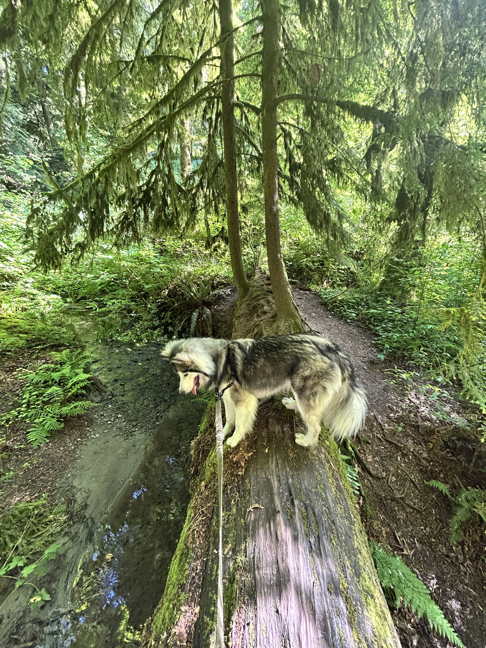 dog-image