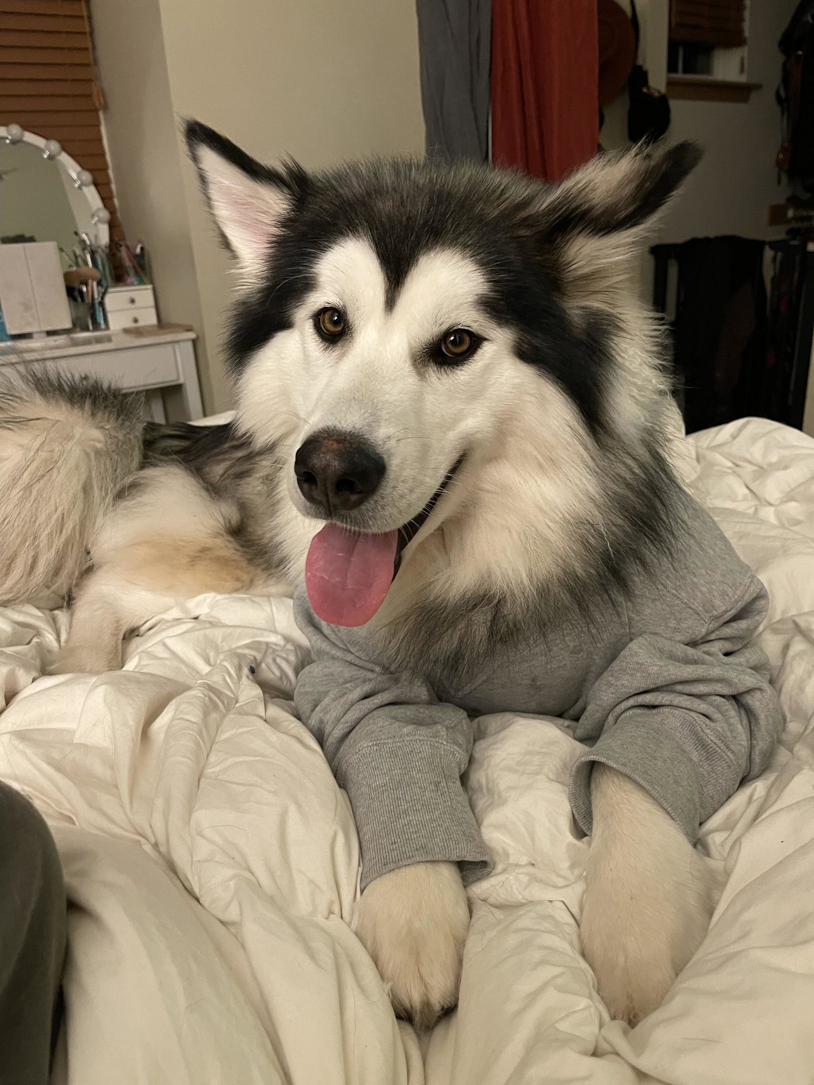 dog-image