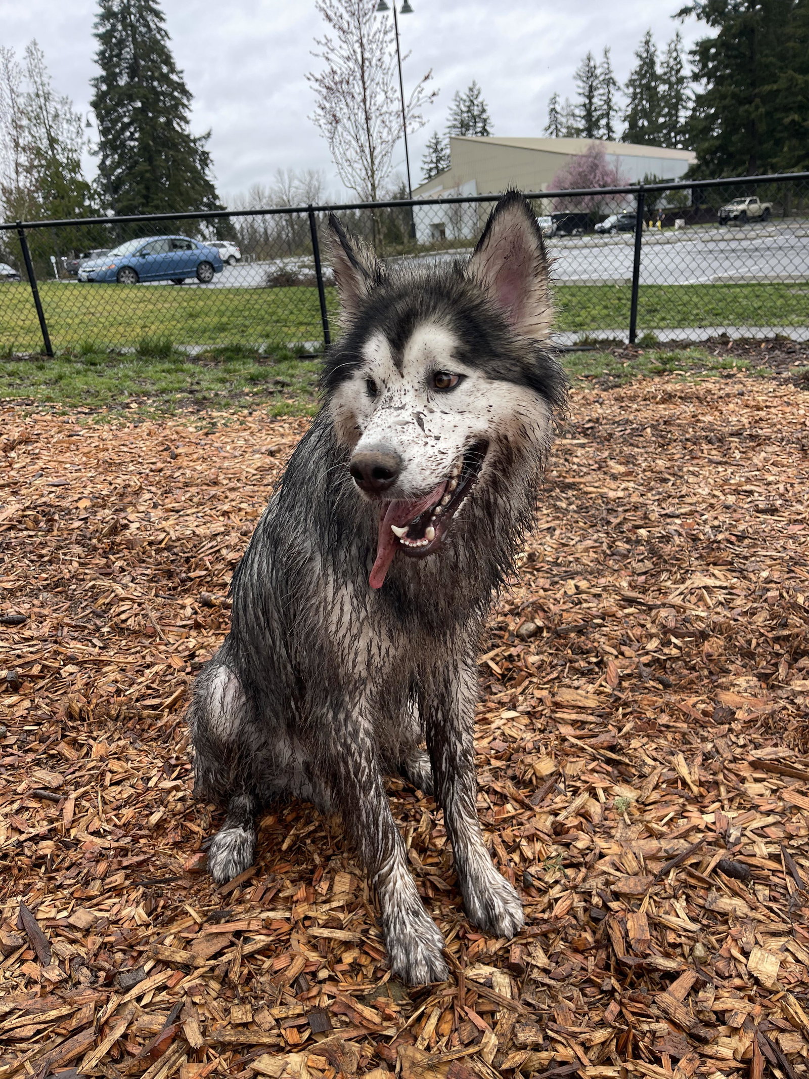 dog-image