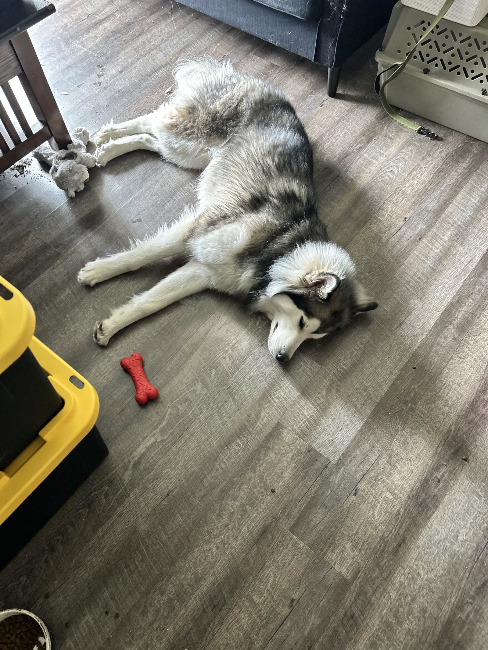 dog-image
