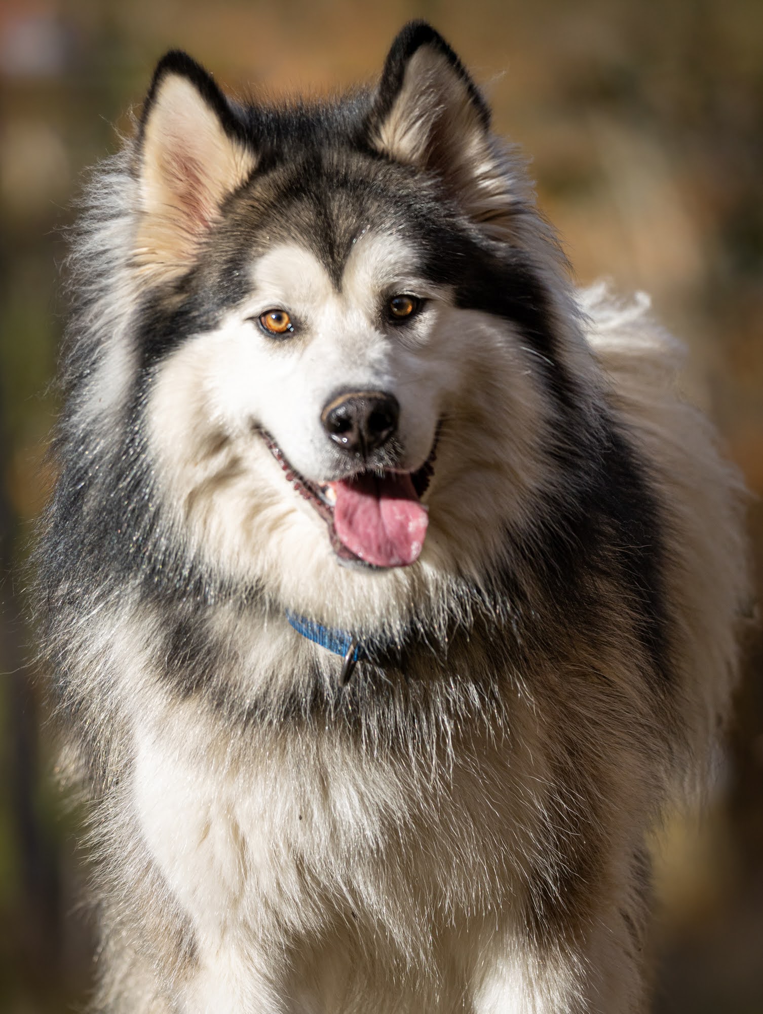 LOKI