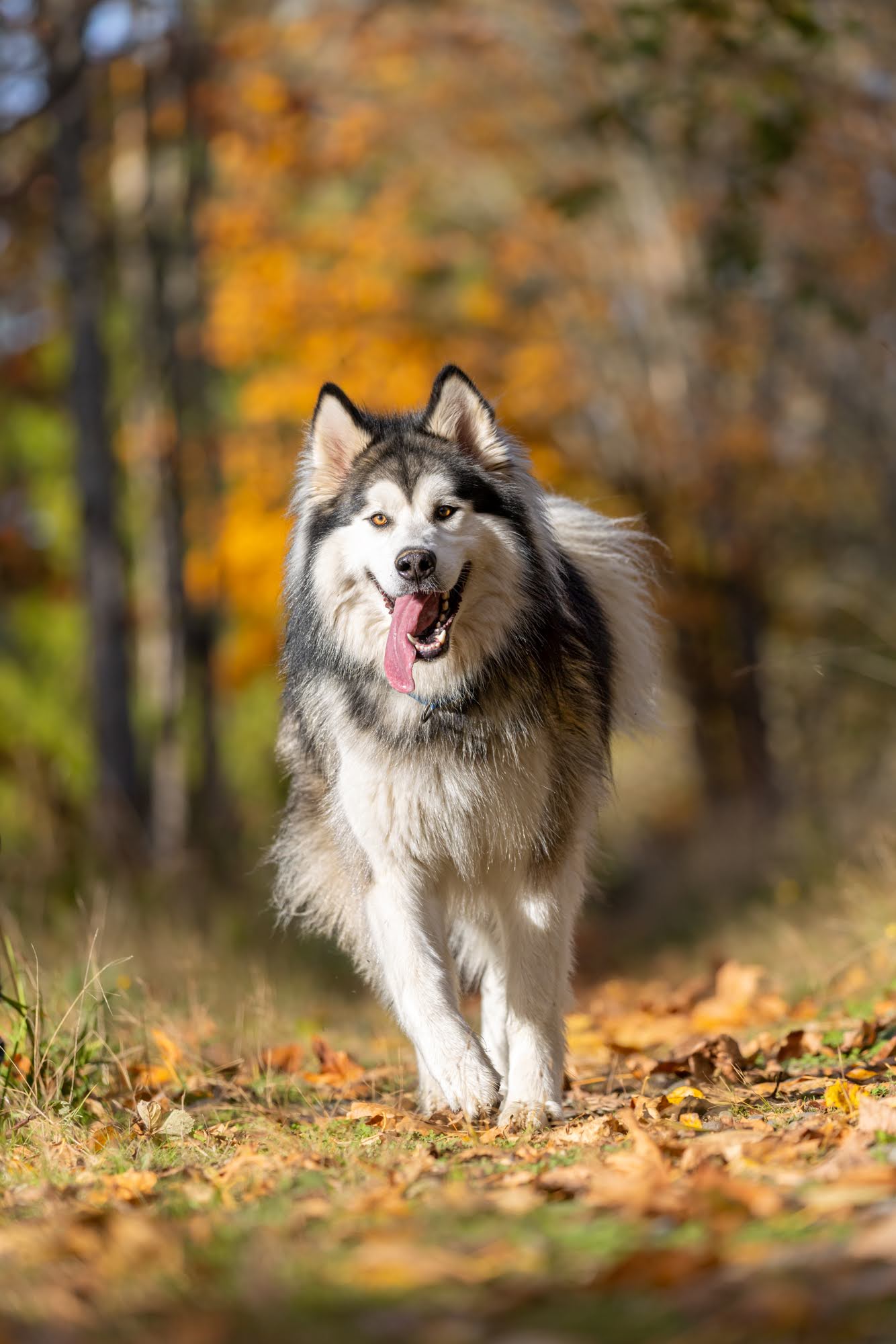 dog-image