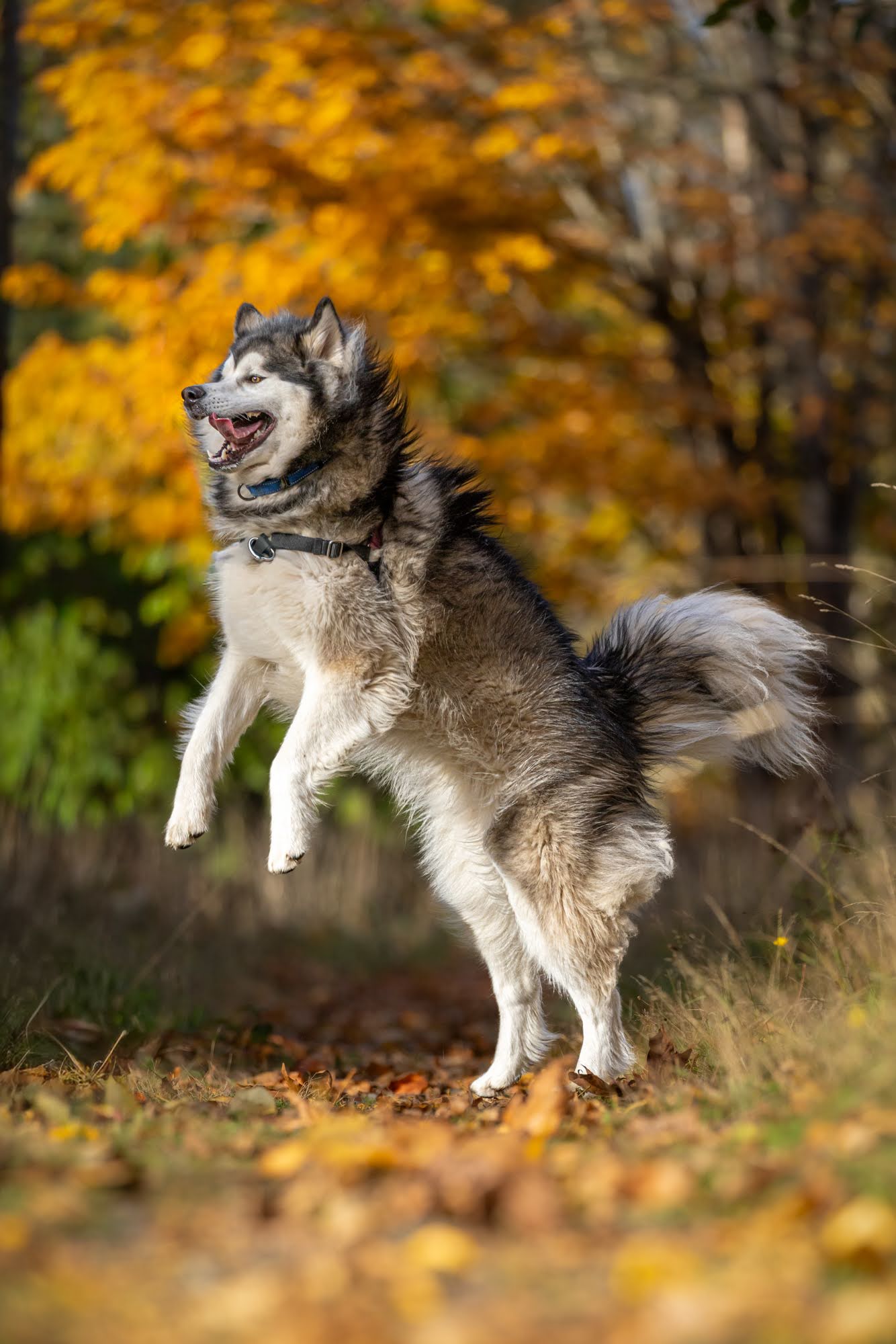 dog-image