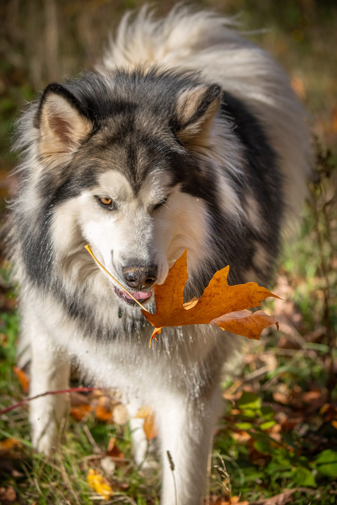 dog-image
