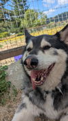 adoptable Dog in  named BLACKJACK