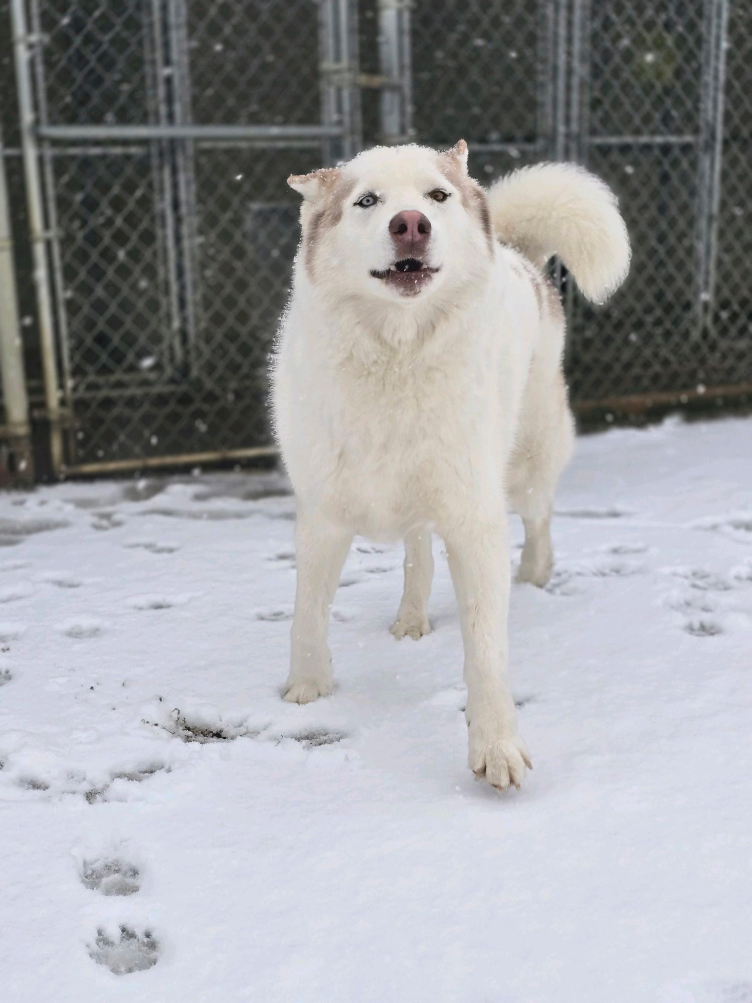 LOBO (Courtesy Listing)