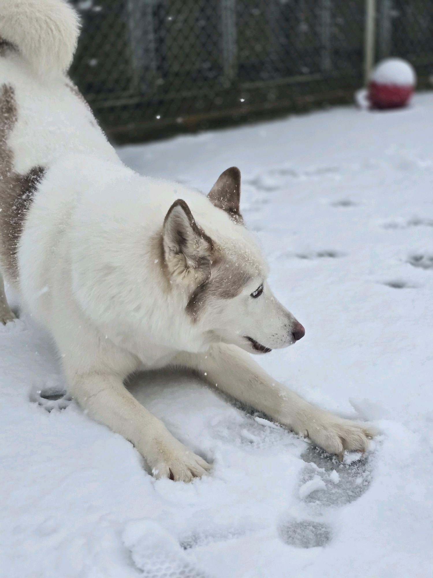 dog-image