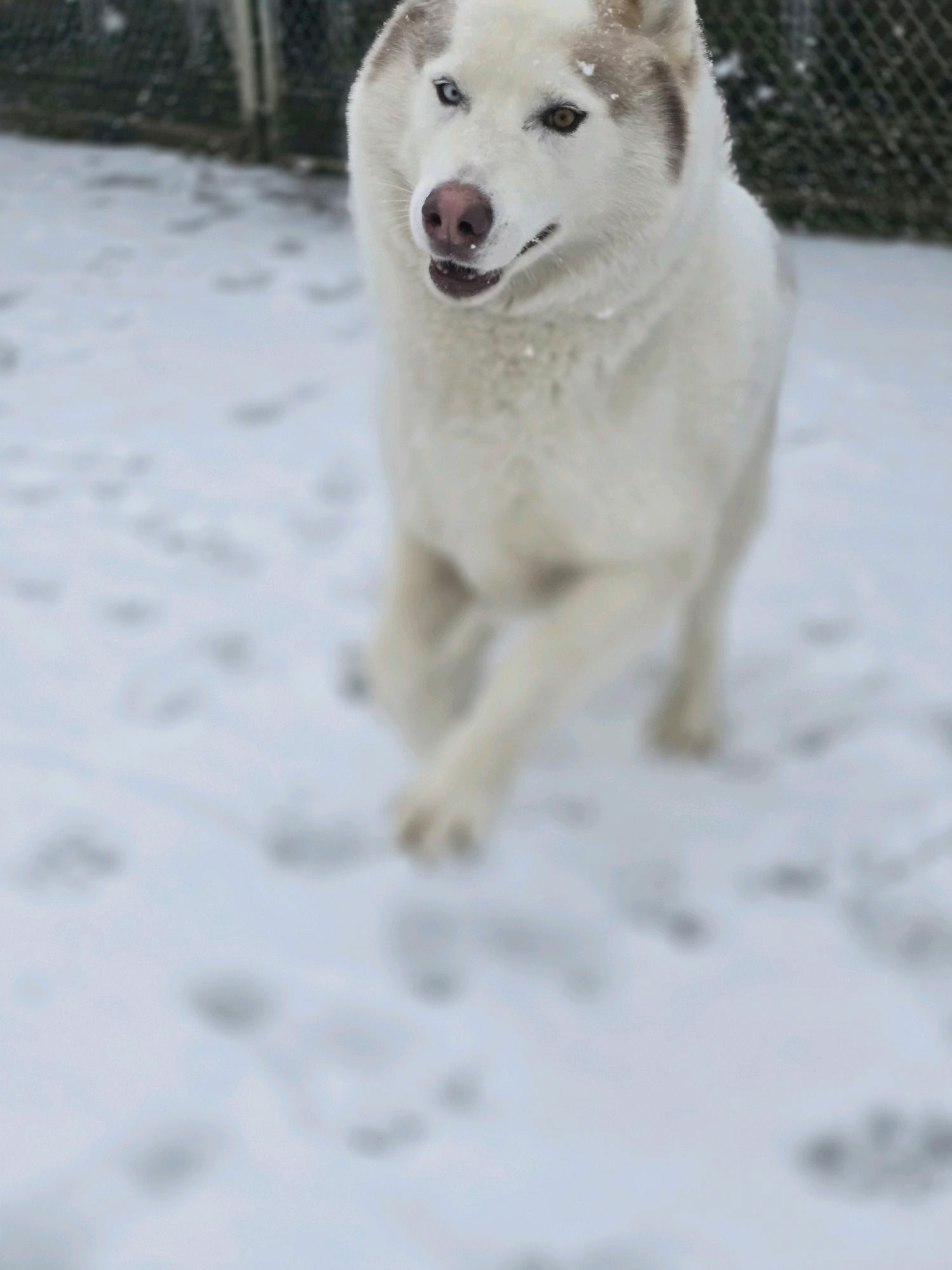 dog-image