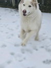 LOBO (renamed Goose)