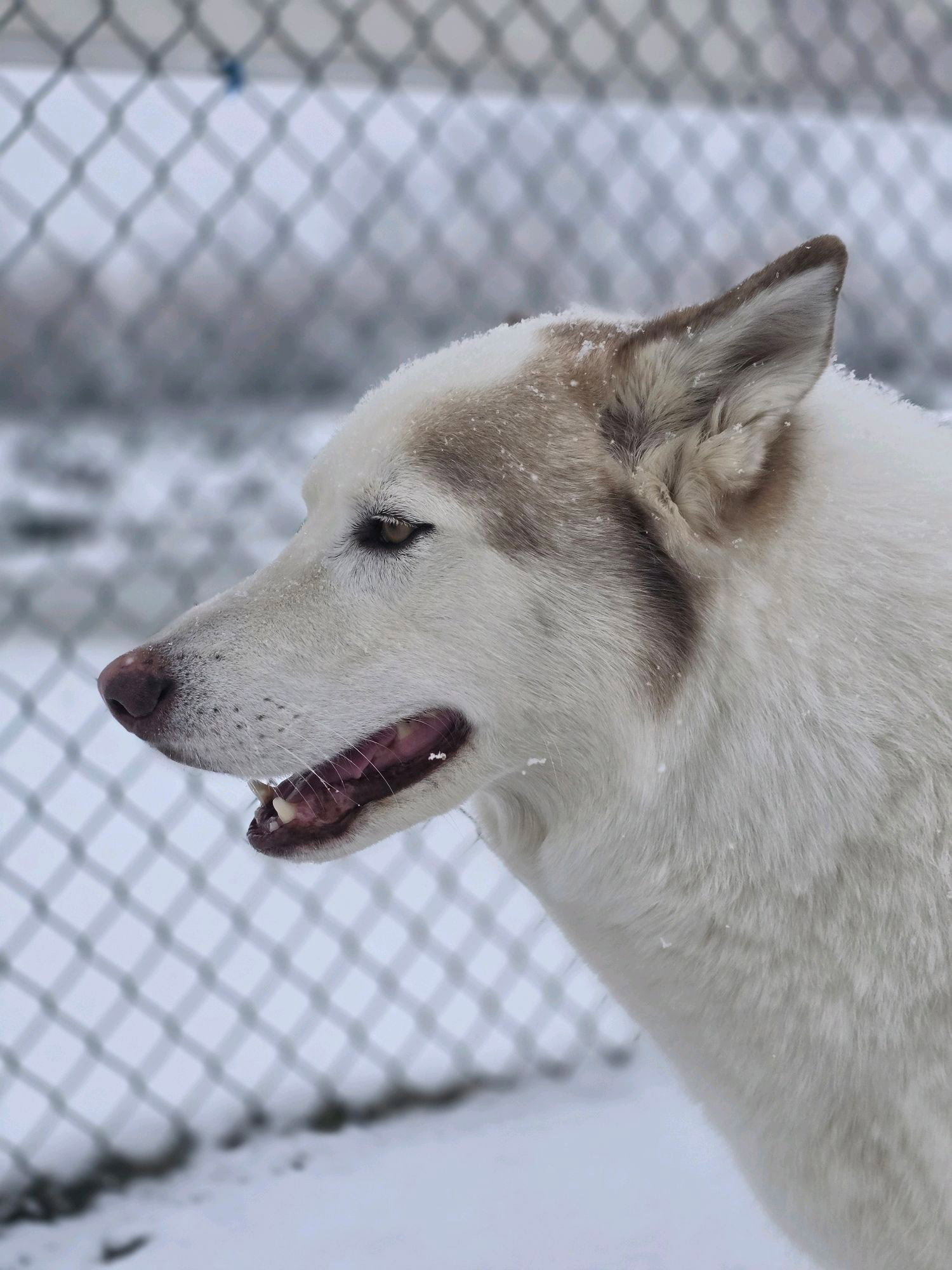 dog-image
