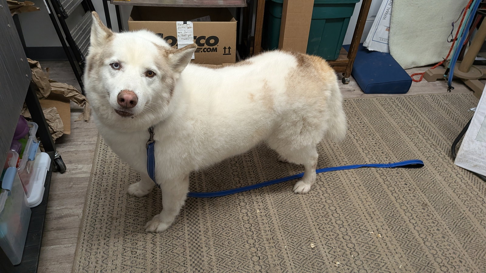 dog-image