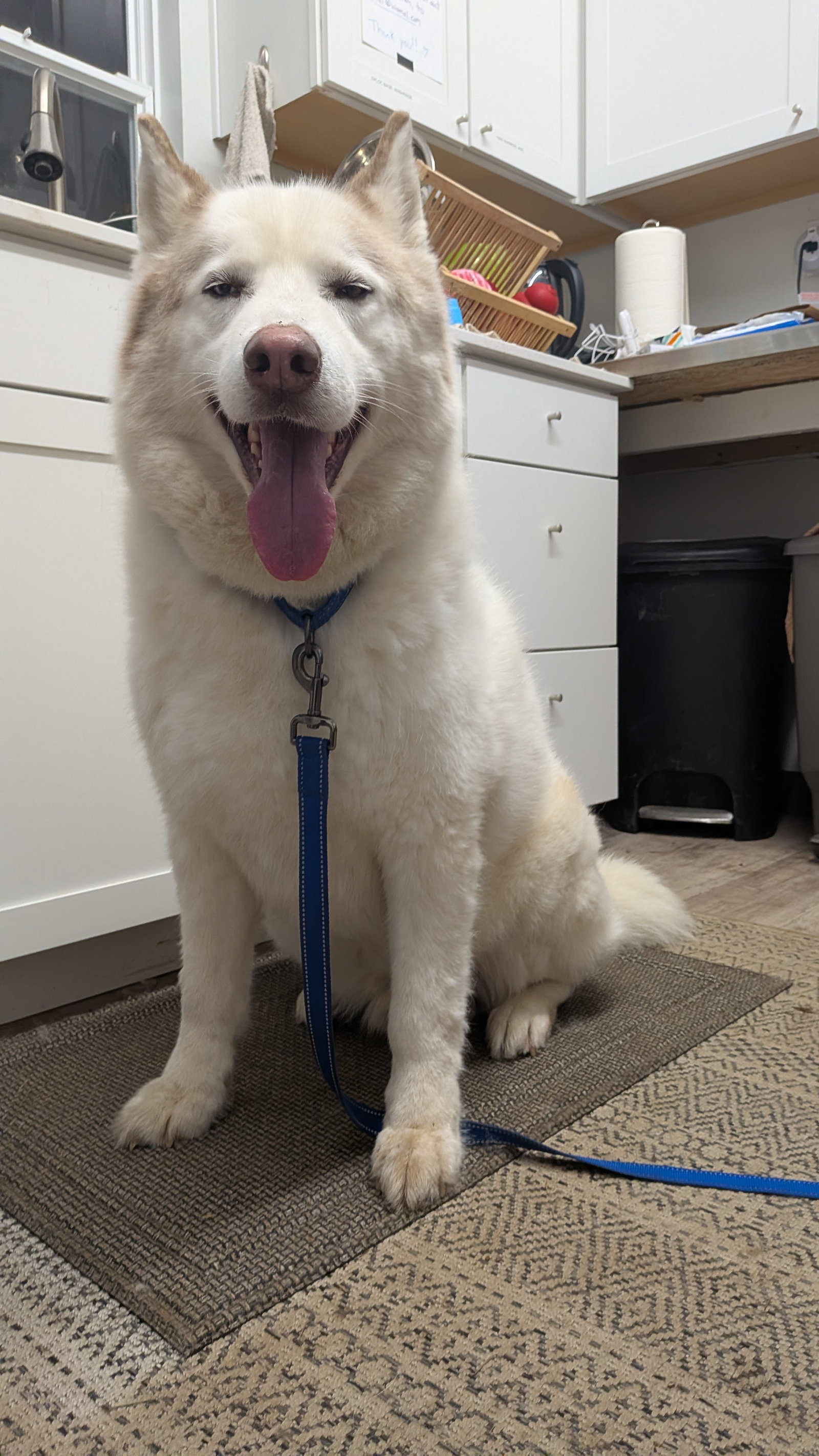 dog-image