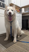 LOBO (renamed Goose)