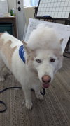 LOBO (renamed Goose)