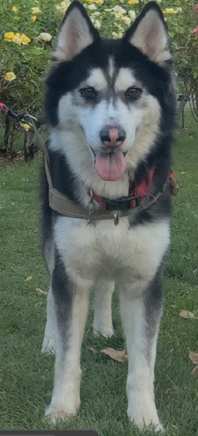 WALI