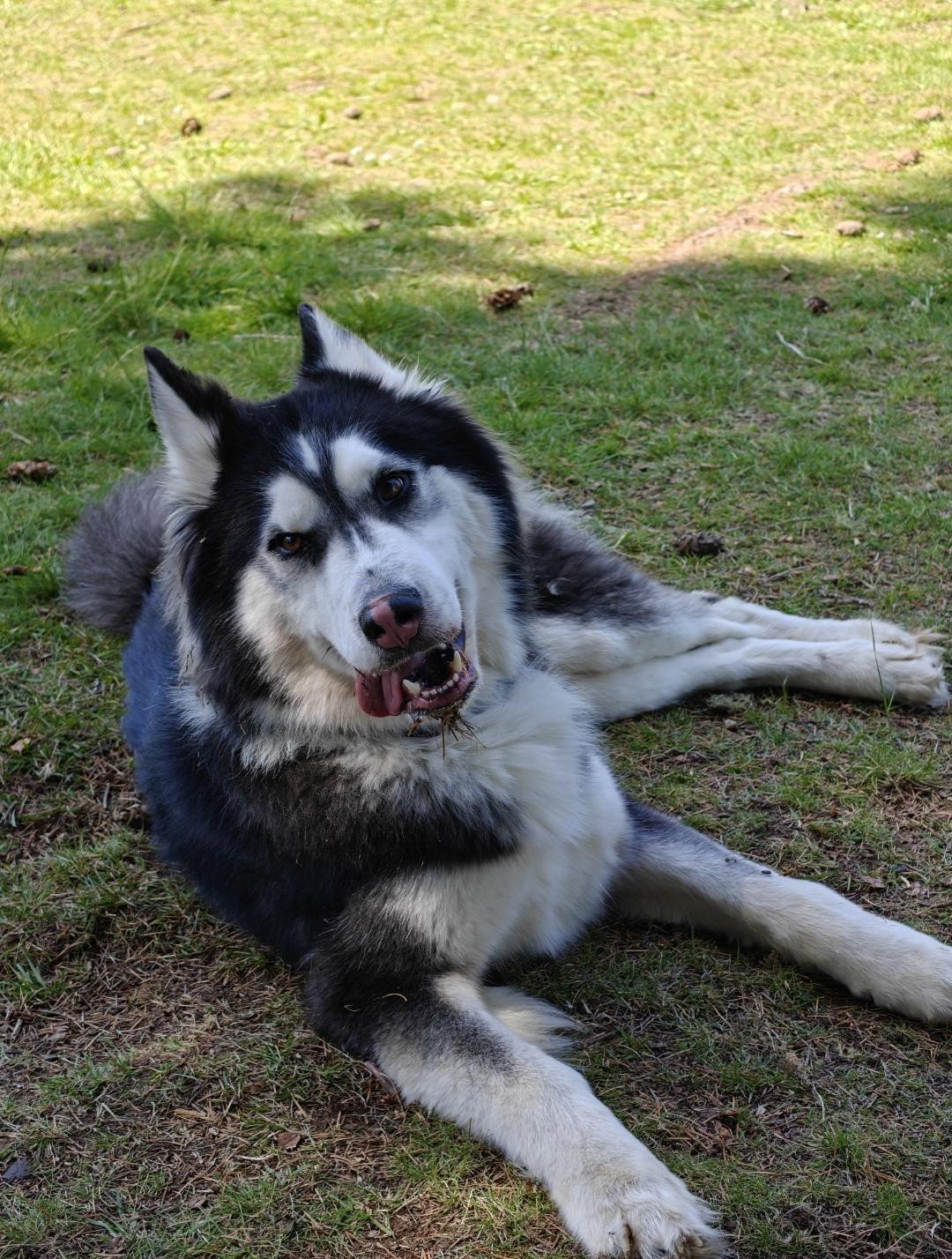 dog-image