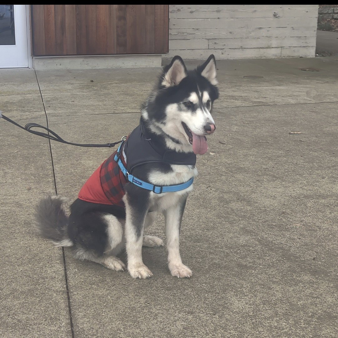 dog-image