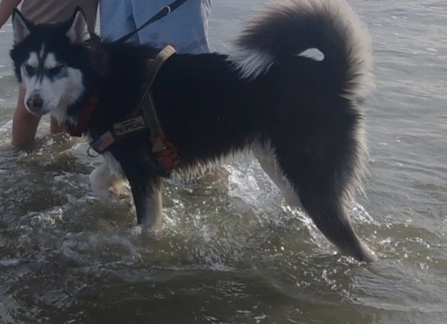 dog-image