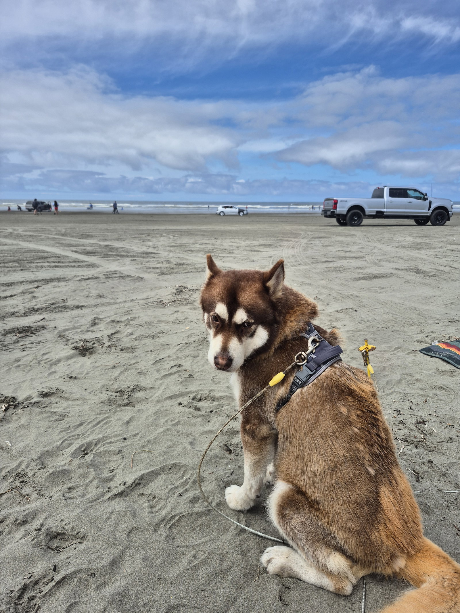 dog-image