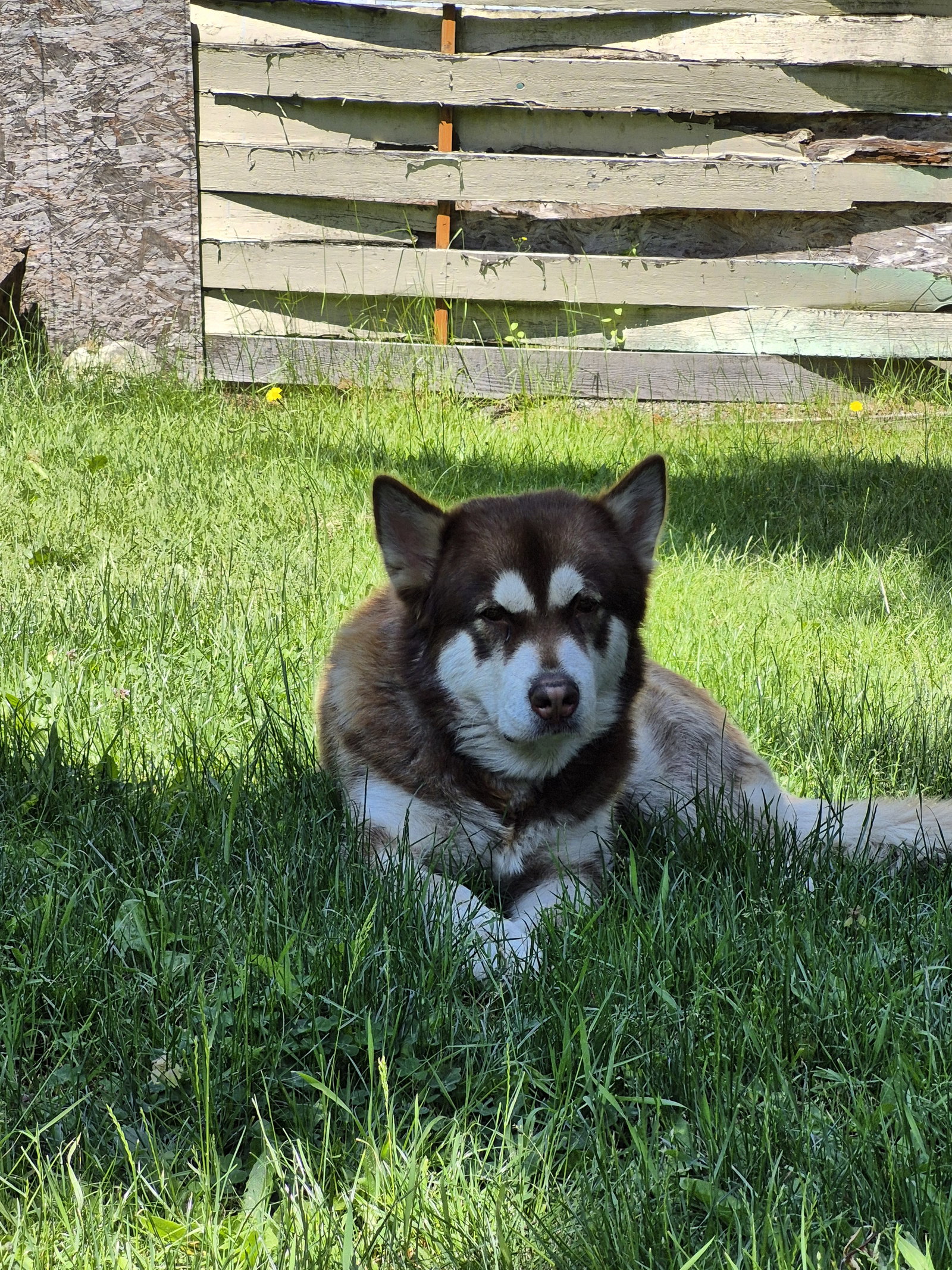 dog-image