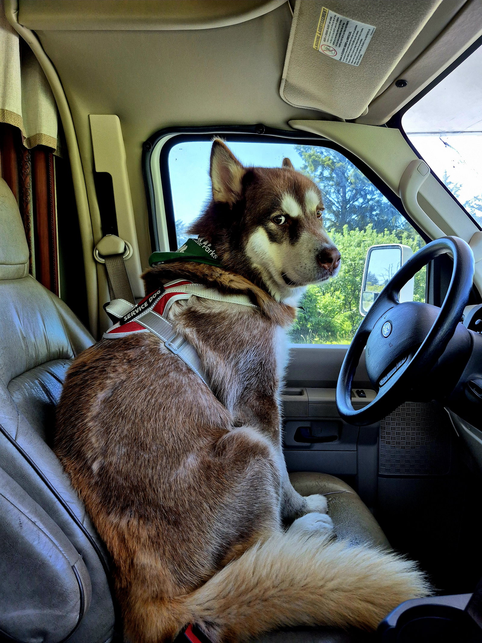 dog-image