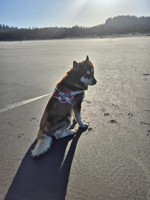 dog-image
