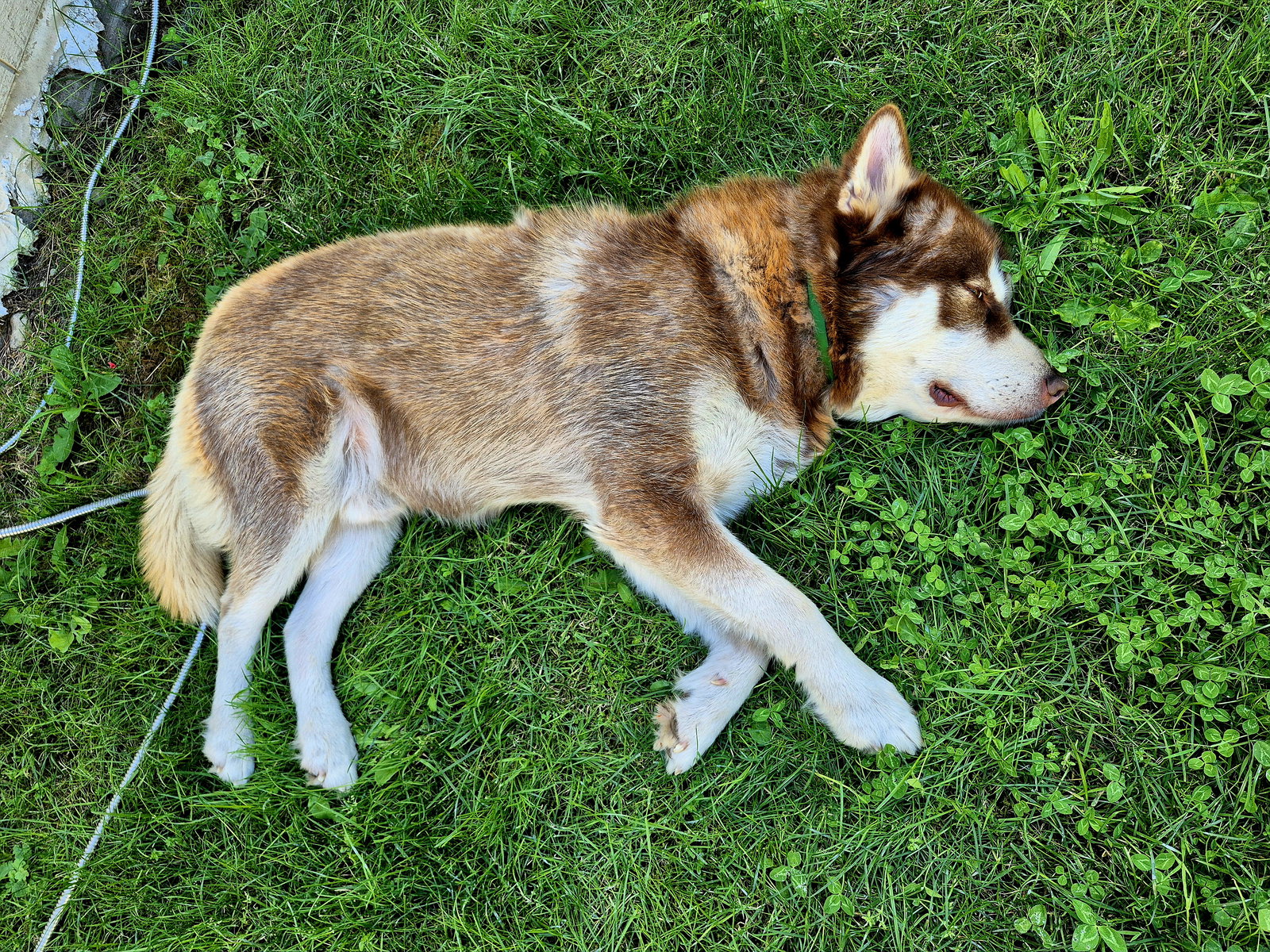 dog-image
