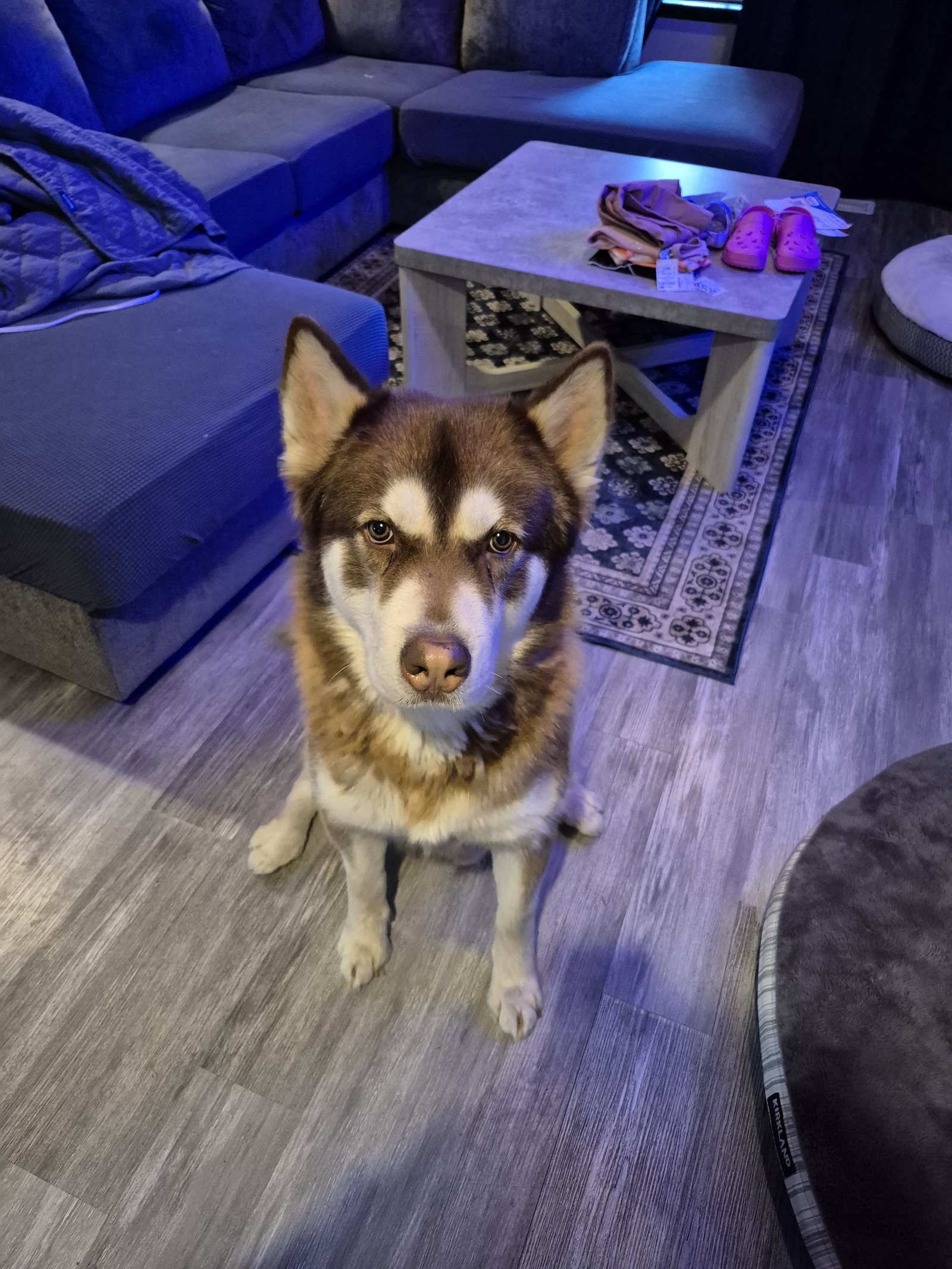 dog-image