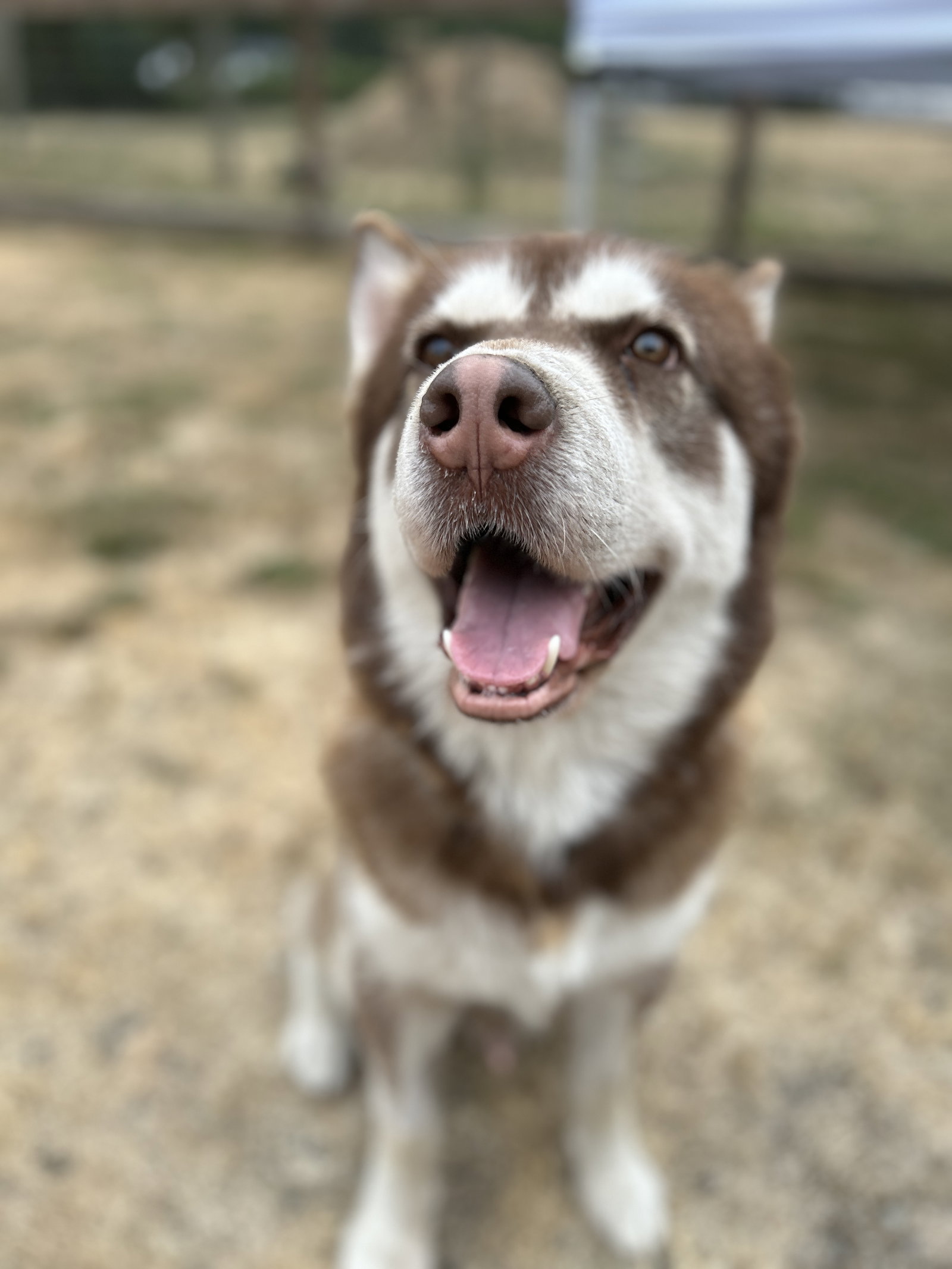 dog-image