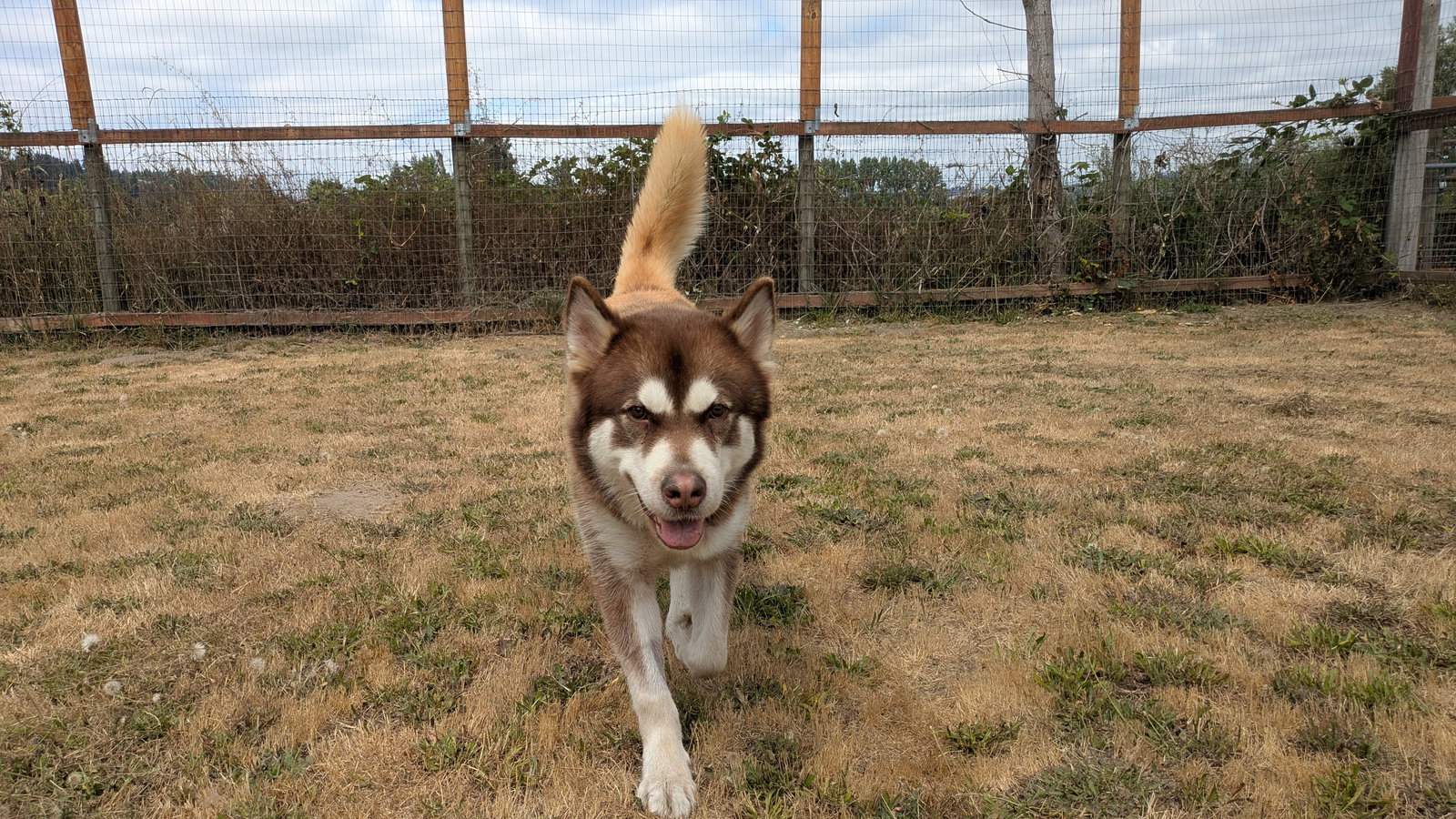 dog-image