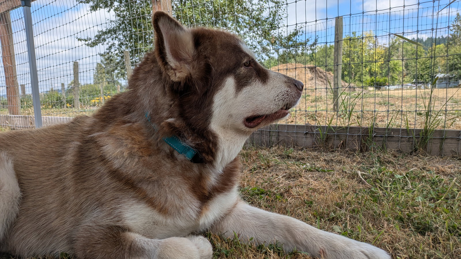 dog-image
