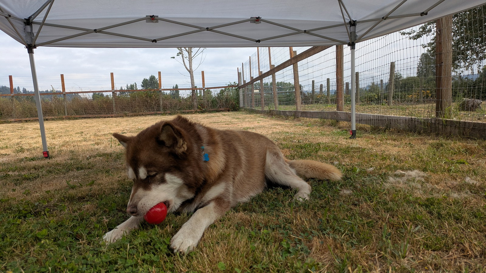 dog-image
