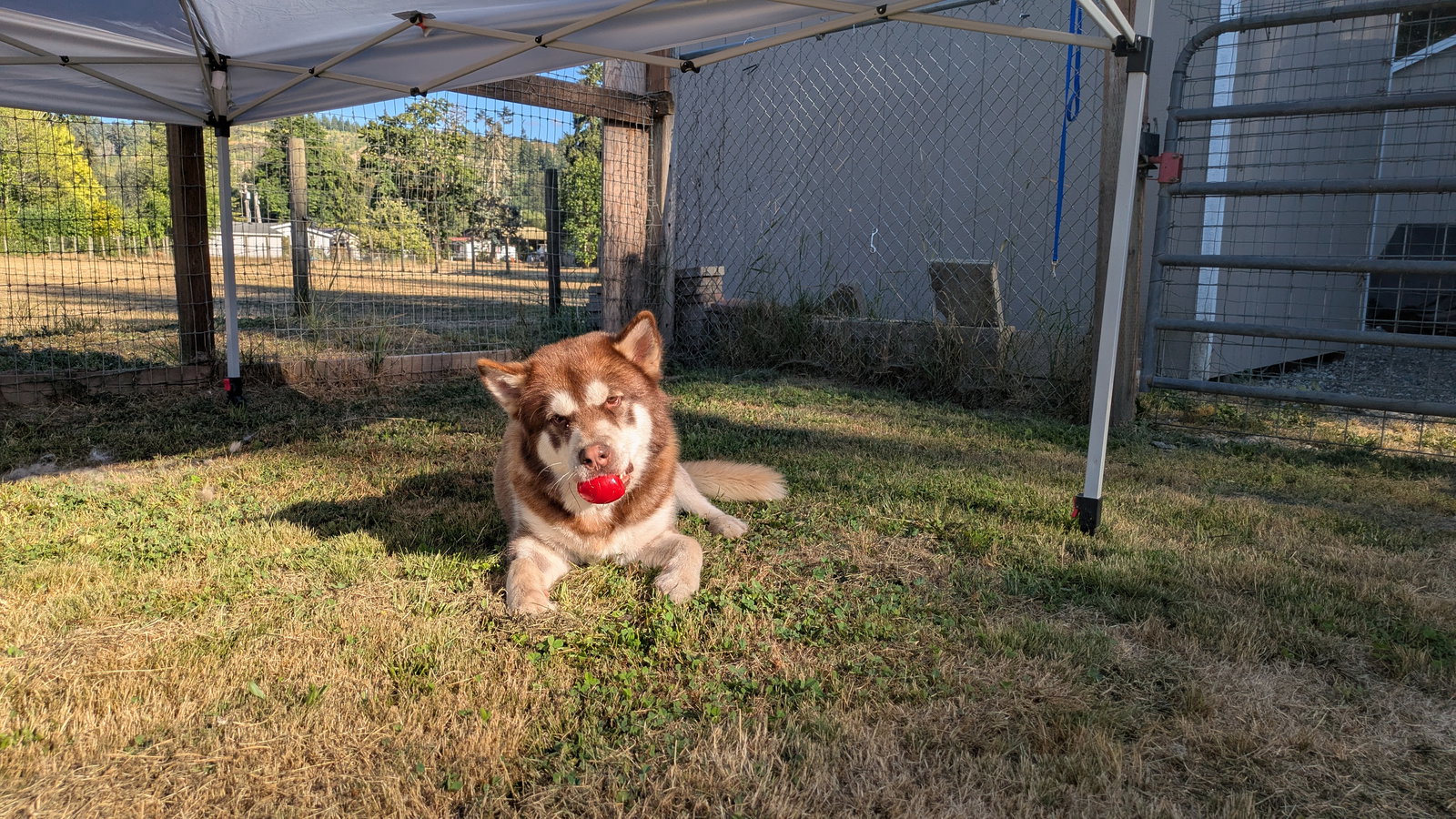 dog-image